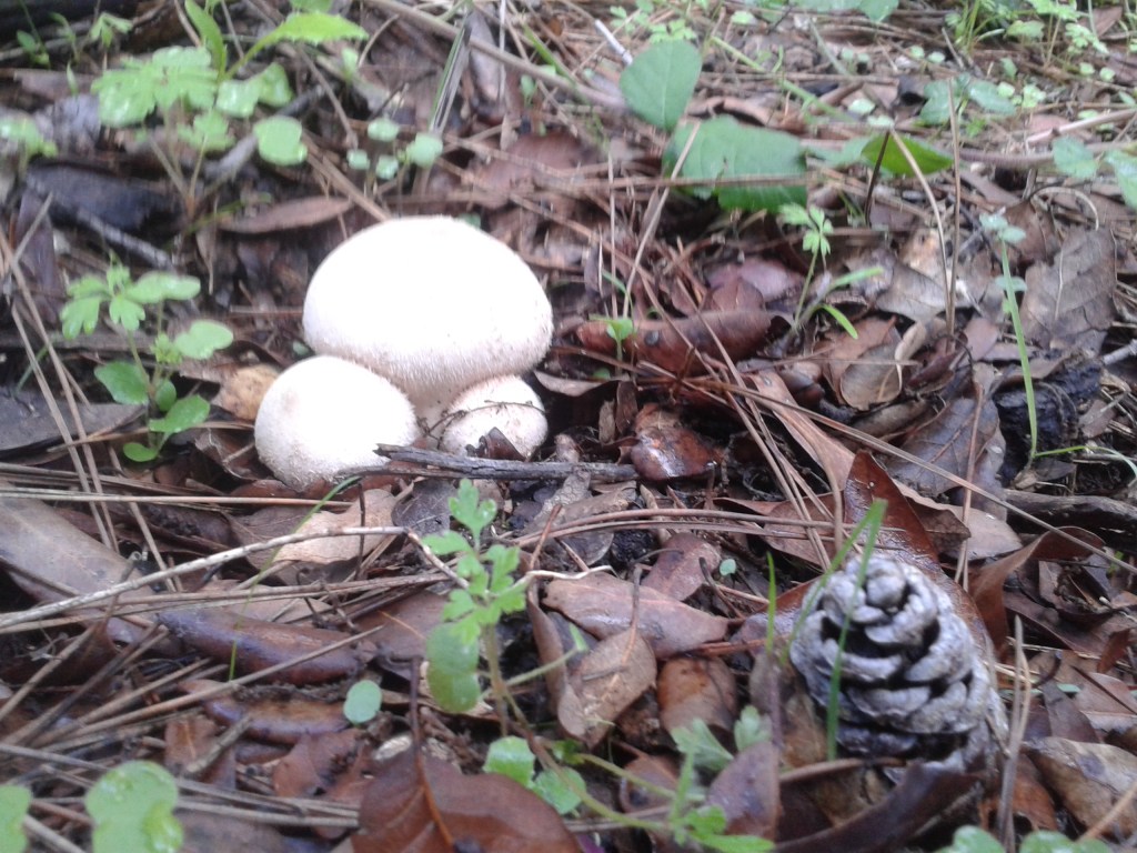 Paseo por el bosque del «Castell d’Escornalbou» (Tarragona)