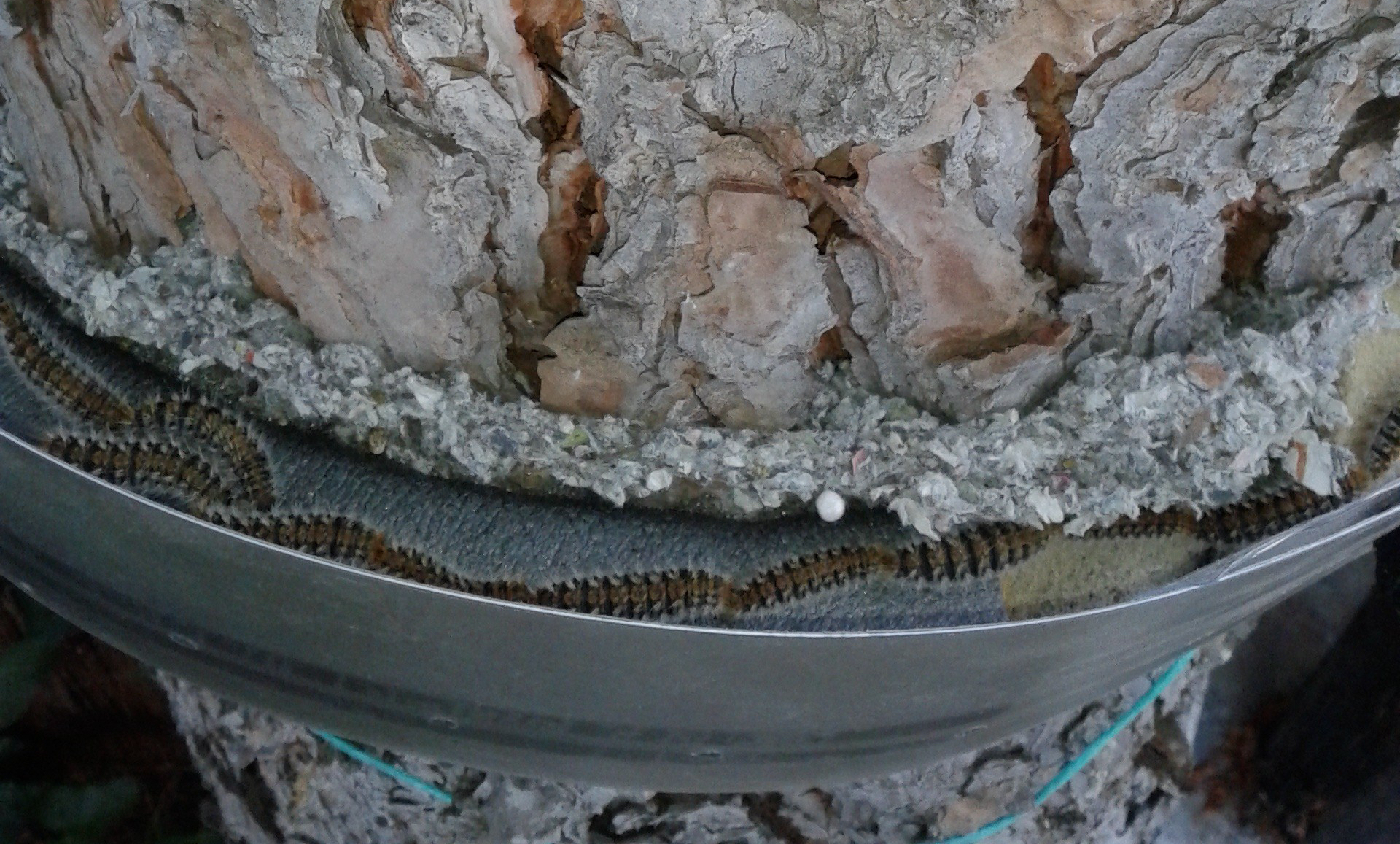 trampa procesionaria