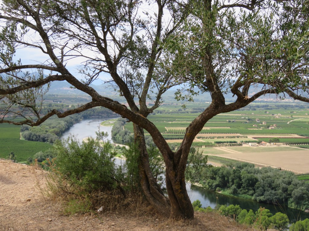 Excursión a Tivissa, Miravet, Tortosa y Pinell de&nbsp;Brai
