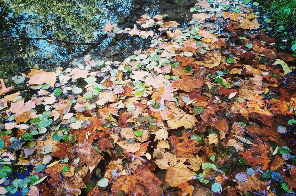 Imagen – PAISAJE&nbsp;OTOÑAL