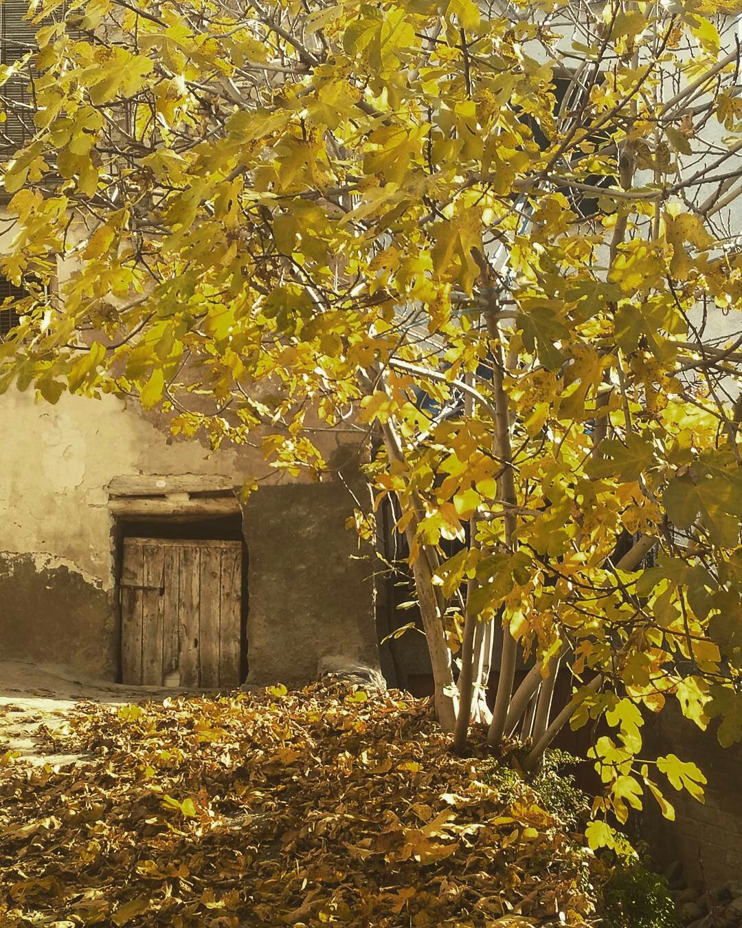 Imagen – OTOÑO