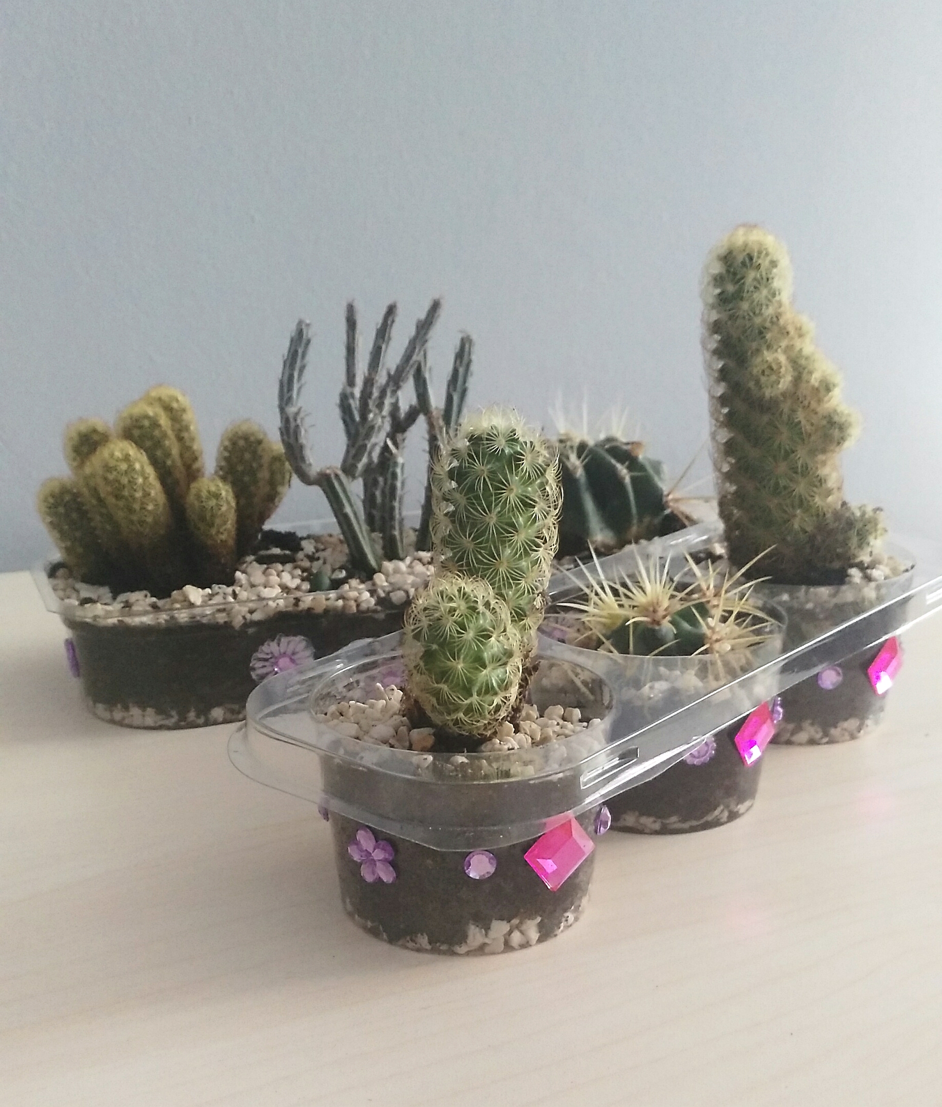 Maceta de cactus, reciclando plásticos