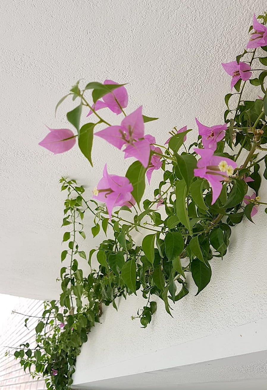 Como preparar tus plantas para poner a punto la terraza o balcón en&nbsp;primavera