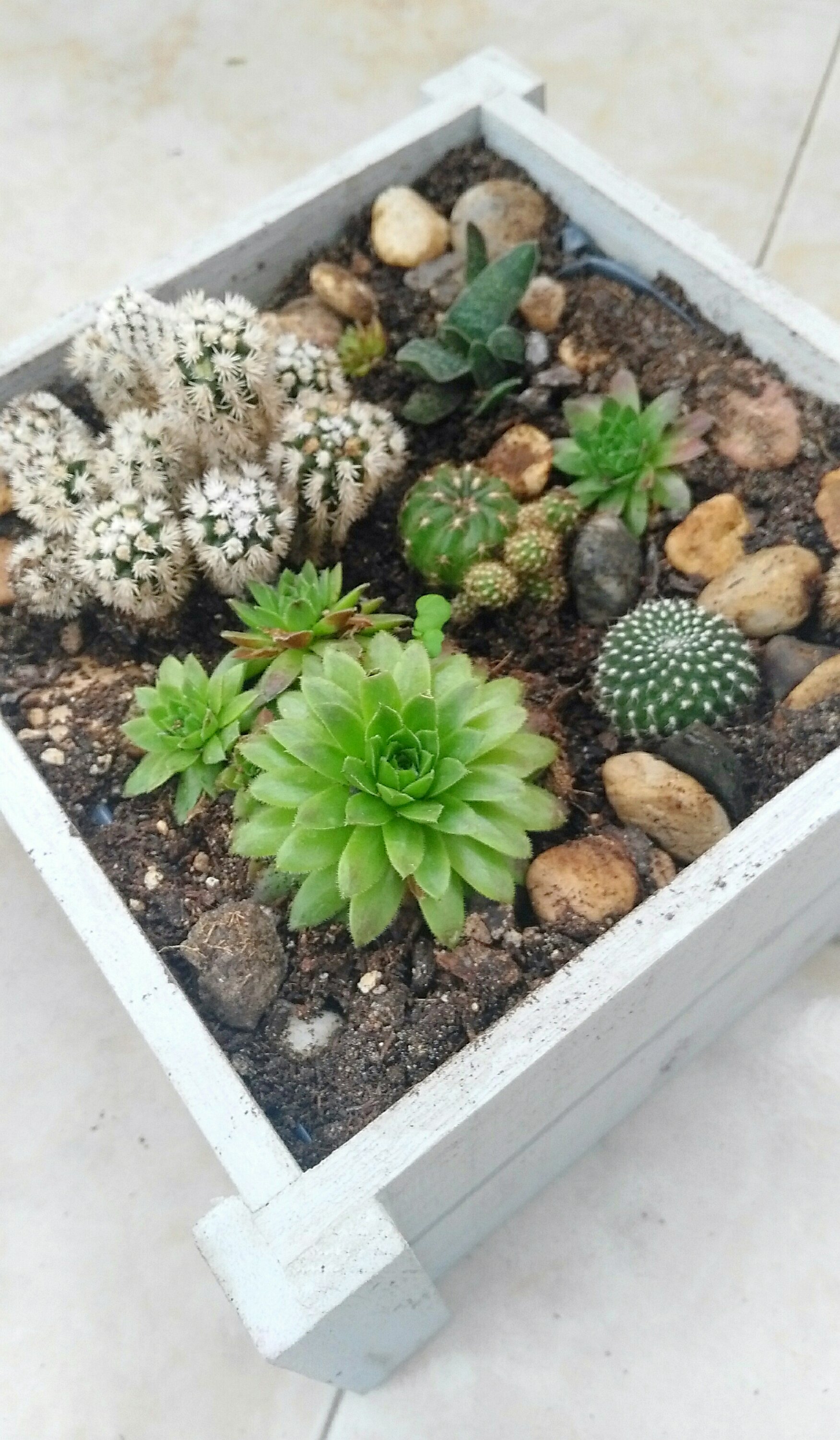 Como crear un macetero de madera para cactus y suculentas