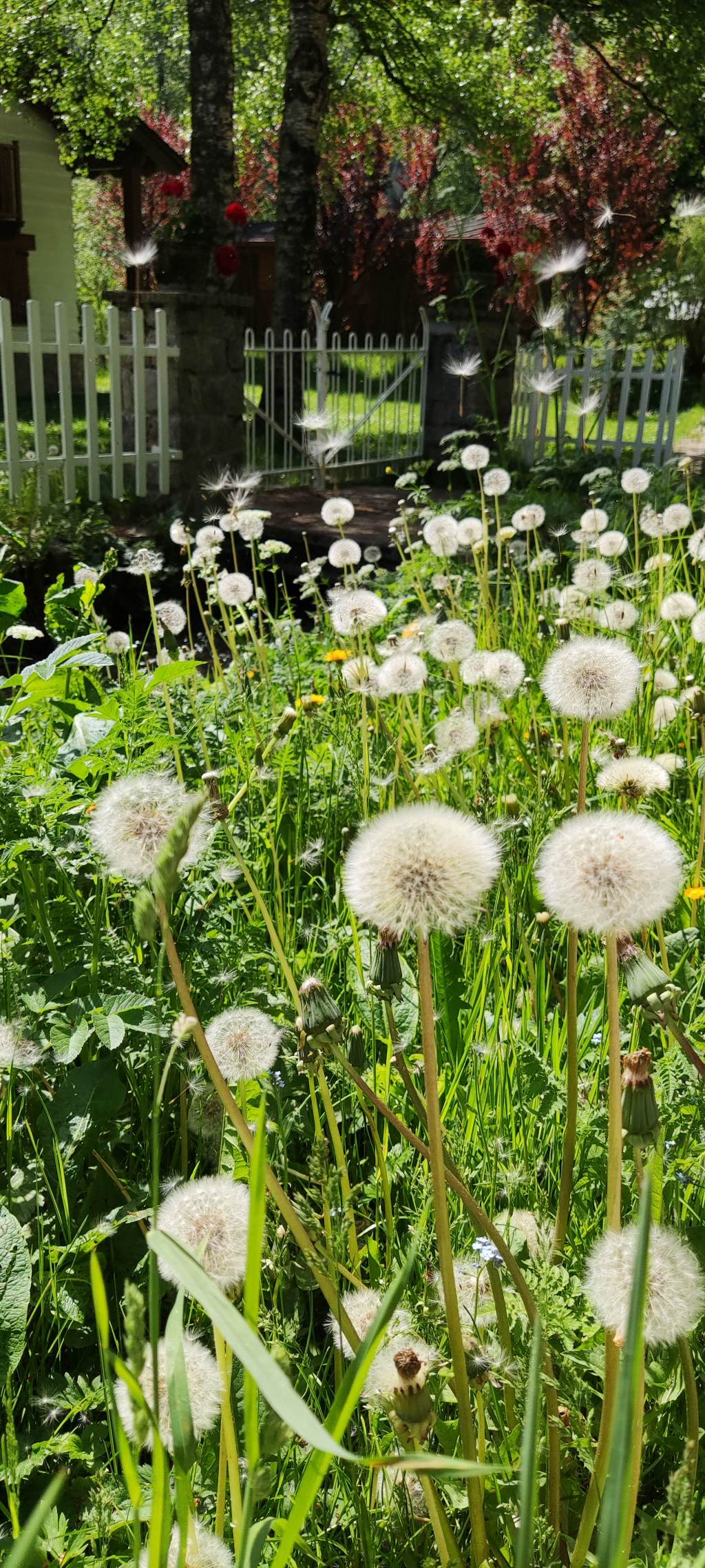 Planta de Diente de&nbsp;león